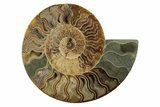 Large, Cut & Polished Ammonite Fossil - Madagasar #238784-3